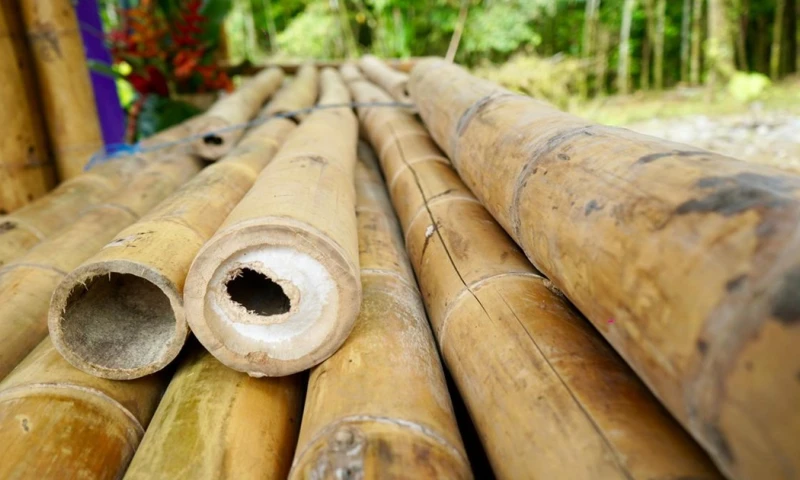 En Ecuador existen 600 mil hectáreas con 47 especies de bambúes sembrados./ Foto: cortesía MAG