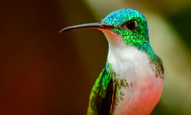 El Inabio indicó en un comunicado que KOICA financia el proyecto, para la creación del Banco Nacional de Recursos Genéticos/ Foto: Cortesía Shutterstock