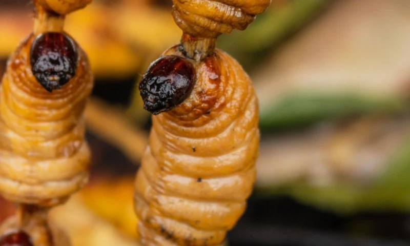 Los chontacuros o mayones son considerados un tesoro culinario y cultural de Ecuador. 