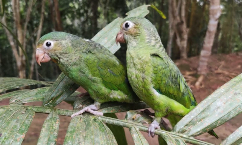 El control de tenencia de vida silvestre se refuerza en Orellana / Foto: cortesía Ministerio de Ambiente