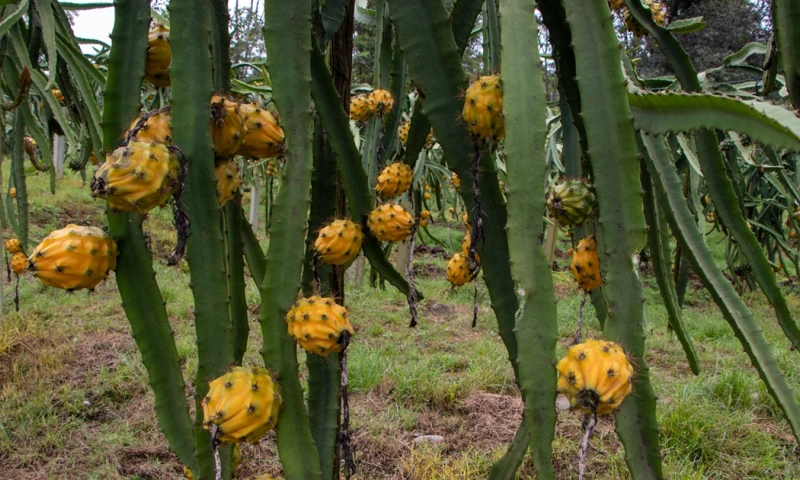 La iniciativa busca mejorar su bienestar económico y autosuficiencia / Foto: El Oriente 
