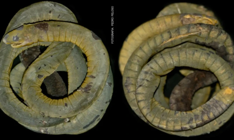 El hallazgo de la Caecilia crassisquama en Cajamarca amplía su distribución y refuerza el valor de las áreas protegidas para la investigación científica en biodiversidad.