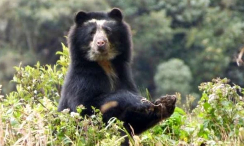 El oso de anteojos es una especie en peligro de extinción en Ecuador / Foto: cortesía 