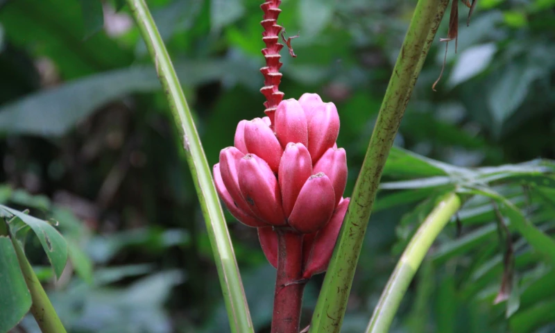 Plantas de la Amazonia ecuatoriana