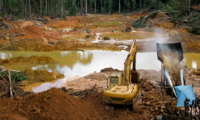 La mayoría de las turberas amazónicas de Perú son humedales de palmeras / Foto: EFE