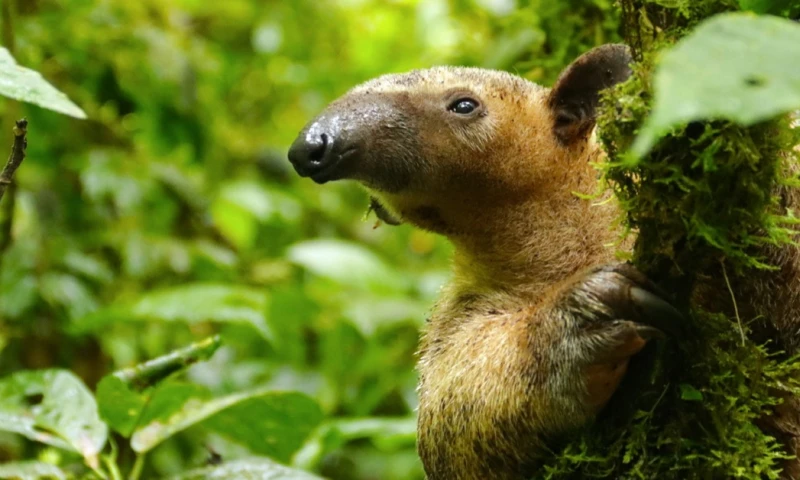 Están siendo amenazados por el tráfico y la tenencia ilegal/ Foto: cortesía NG