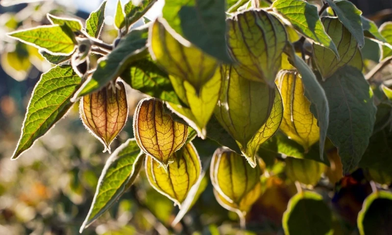 Esta fruta ya se exporta a 47 países, incluidos Estados Unidos y Canadá/ Foto: cortesía Agrocalidad