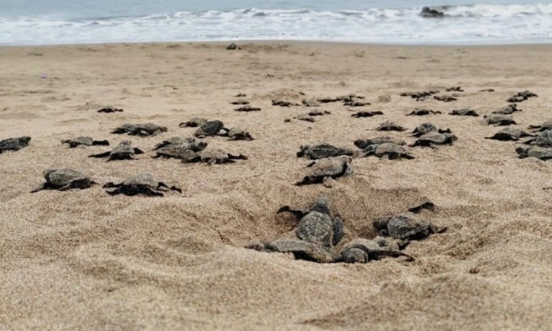 Más de 42 mil tortugas marinas han nacido en Esmeraldas desde el 2019 / Foto: Ministerio de Medio Ambiente