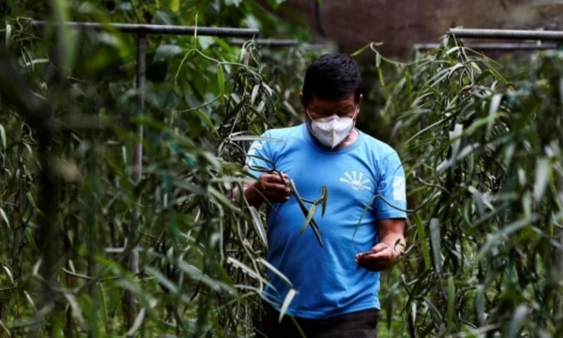 Los envíos del producto, calificado como oro verde, representaron $ 40 millones. / Foto:  EFE