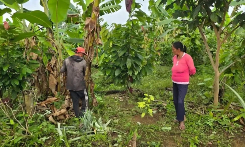 Se logro recuperar gracias a técnicas de agroforestería y reforestación / Foto: cortesía IIAP