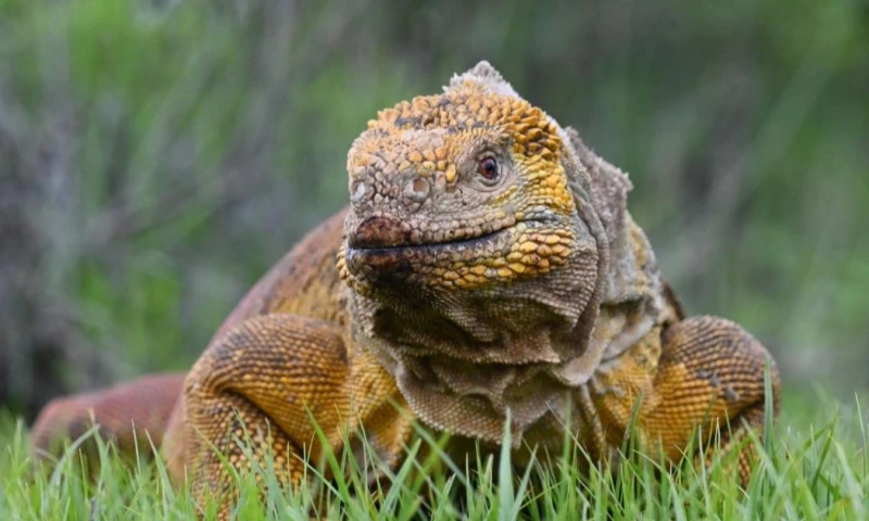 La investigación permitió registrar 53 machos, 15 hembras y un juvenil / Foto: EFE