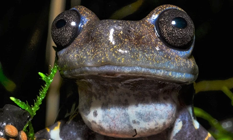 'Ranas y Sapos de los Ecosistemas Altoandinos' es el título de la investigación que fue publicada en Field Museum / Foto: cortesía Mario H. Yánez-Muñoz
