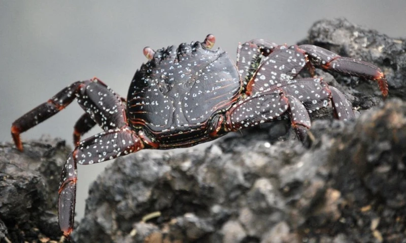 GLF prepara una segunda convocatoria para financiar nuevas propuestas que aporten al desarrollo sostenible de Galápagos / Foto: EFE