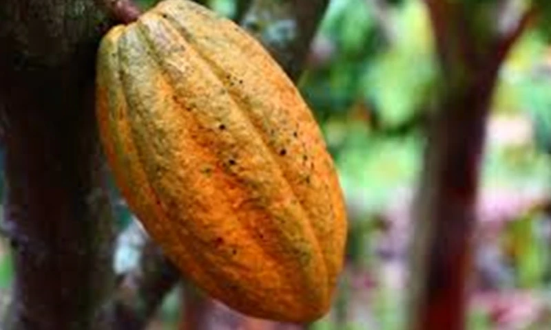 Se trataría de la mayor caída en un día de la materia prima desde, al menos, 1980 / Foto: cortesía