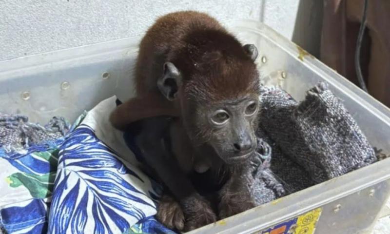 El tráfico ilegal de fauna silvestre genera alrededor de $ 20.000 millones anuales / Foto: cortesía Policía Nacional de Perú