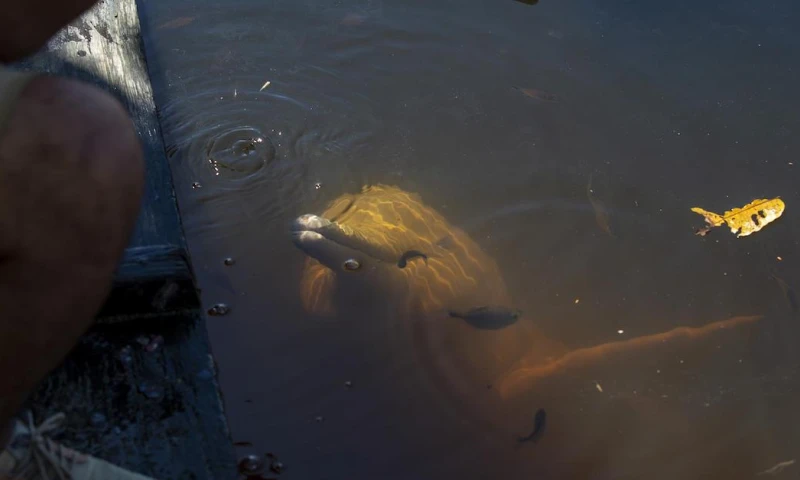Un santuario para el delfín rosado en la Amazonía ecuatoriana / Foto: EFE