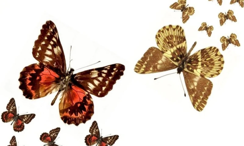 Los machos y las hembras presentan bandas discales rojas o rojo-anaranjadas / Foto: cortesía Inabio