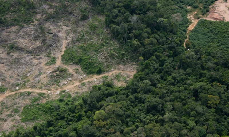 "El tráfico de drogas puede provocar deforestación de manera directa e indirecta", resalta el documento elaborado por la JIFE / Foto: cortesía WWF
