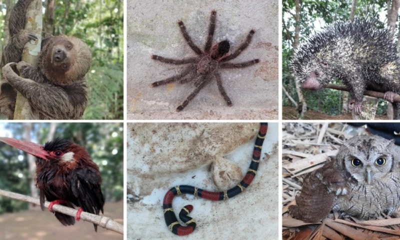 Los animales cumplieron la cuarentena en el Zoológico Municipal Coca Zoo / Foto: cortesía MAATE