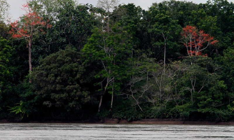 Ambiente. En el Parque Nacional Yasuní, que tiene un millón de hectáreas, hay apenas 56 guardaparques. Foto: La Hora