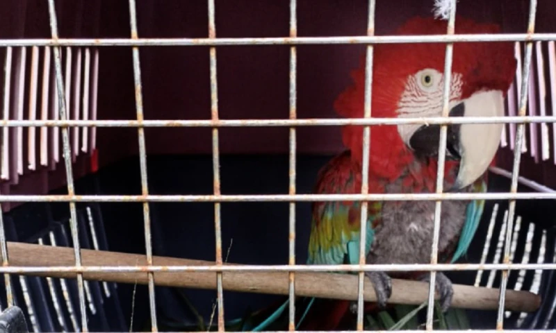 Cuatro especímenes de vida silvestre fueron rescatados en Tena / Foto: cortesía Ministerio de Ambiente