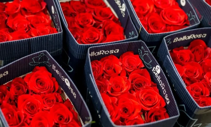 El color rojo sigue siendo el favorito, con una proyección del 80% del total de ventas / Foto: cortesía