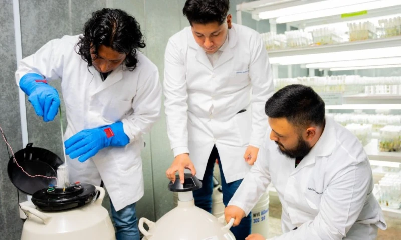 En este banco está la colección de cacao más grande de América Latina / Foto: cortesía Ministerio de Agricultura