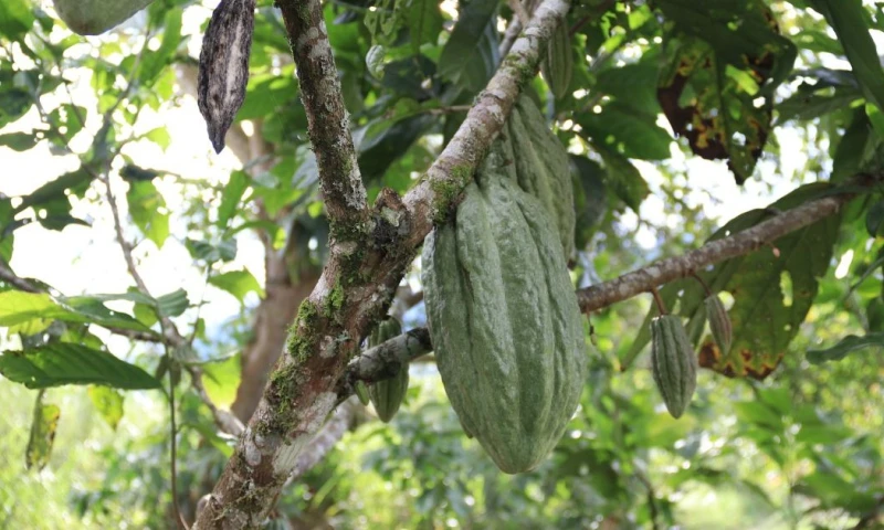 Las evaluaciones técnicas se realizaron desde 2019 en el marco de un convenio entre el INIAP y Nestlé / Foto: cortesía