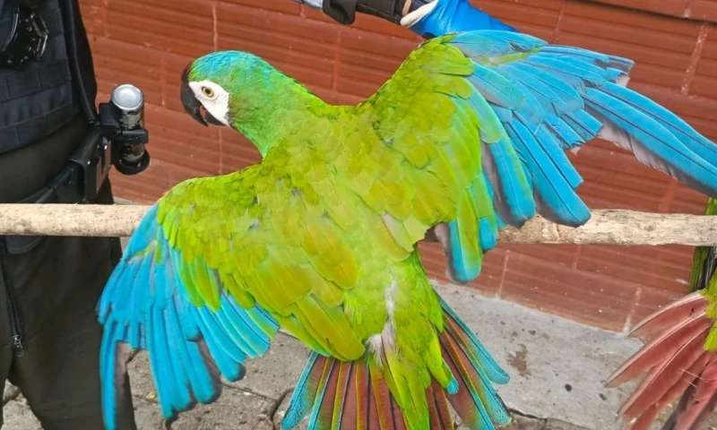 En Sucumbíos, las autoridades recuperaron cuatro aves silvestres: dos amazonas alinaranja y dos guacamayos frenticastaño / Foto: cortesía MAE