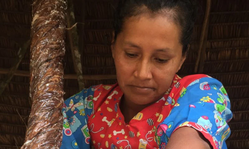 Neapia, el ají negro de la Amazonía ecuatoriana / Foto: foto cortesía Canopy Bridge