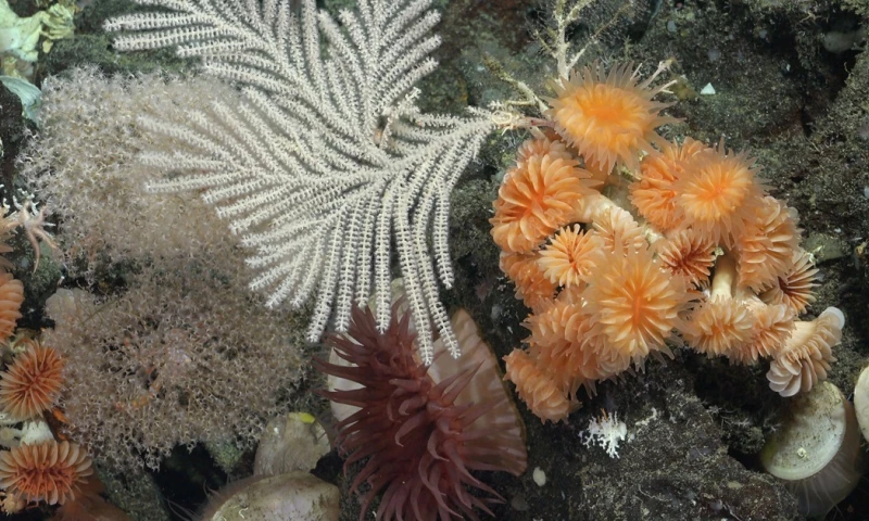 El dinero se usará para promover la exploración e investigación de hábitats de aguas profundas y los montes submarinos/ Foto: cortesía EFE