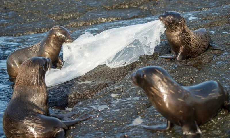 Durante la sesión se logró regular los productos plásticos problemáticos y evitables / Foto: cortasía WWF