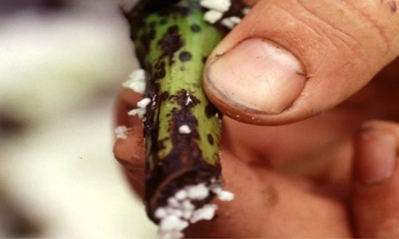 El Fusarium R4T es considerado uno de los hongos más letales para el banano / Foto: cortesía Cosemar Ozono