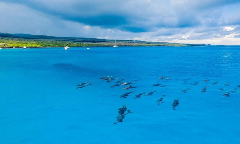 A los delfines se los suele ver en Galápagos nadando junto a embarcaciones en marcha / Foto: EFE 