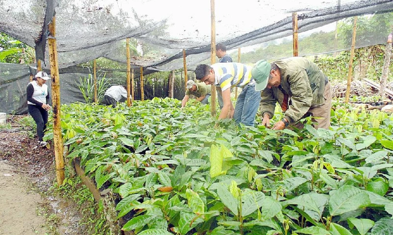 CACAO. Los socios de la organización durante su actividad productiva.