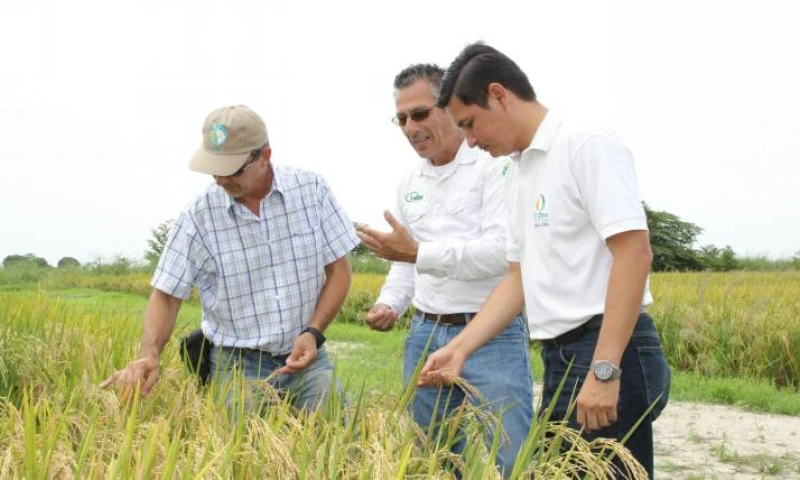 El caracol de manzana fue una de la plagas en las plantaciones de arroz. Foto: Expreso