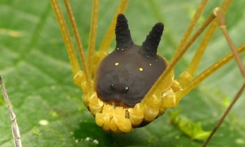 Arácnido raro con cabeza de conejo negro - Foto: Science Alert