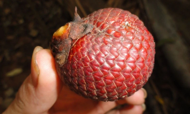 El proyecto cuenta con una inversión total de $ 306.000 / Foto: cortesía INaturalist Ecuador