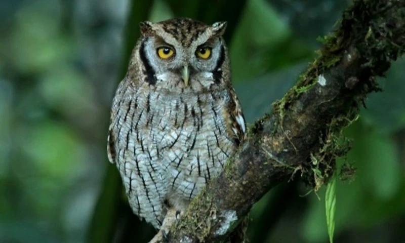 El búho listado suele habitar zonas abiertas y bosques secos / Foto: cortesía Aves del Ecuador
