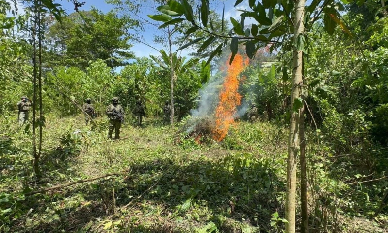 Una patrulla militar identificó un área con la vegetación característica de una plantación de coca / Foto: cortesía Ejército 