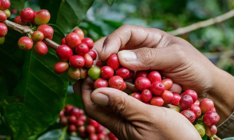 A la presión climática se suma la caída de la tasa de cambio, que en el último año descendió 600 pesos, reduciendo el ingreso de los caficultores / Foto: cortesía