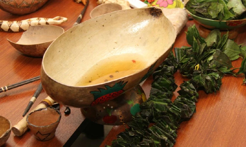 La guayusa es la bebida sagrada del pueblo kichwa de la Amazonía. Foto: La Hora