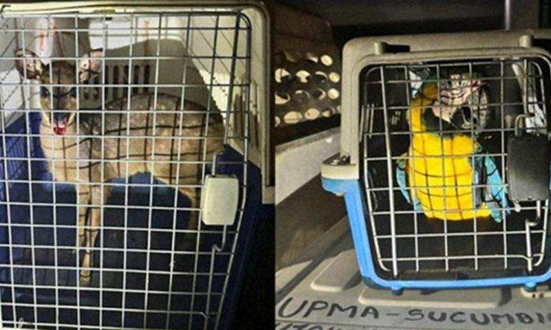 El allanamiento se llevó a cabo la noche del 8 de mayo / Foto: cortesía Fiscalía