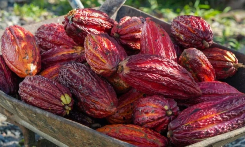 La iniciativa se implementará en provincias clave como El Oro, Esmeraldas, Guayas, Los Ríos, Manabí y Santo Domingo / Foto: cortesía MAGP