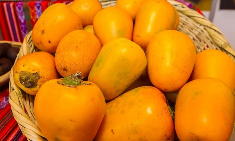 Su fruto contiene abundantes antioxidantes como las vitaminas C, B y E/ Foto: cortesía