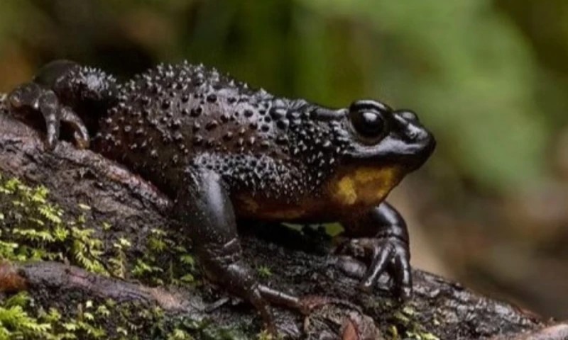 El jambato fue declarado extinto en 2004 por la Unión Internacional para la Conservación de la Naturaleza / Foto: cortesía