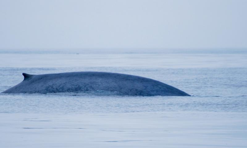 "Más de 7.000 ballenas migran cada año a través de un tramo poco profundo frente a la costa de Ecuador" / Foto: cortesía Smithsonian 
