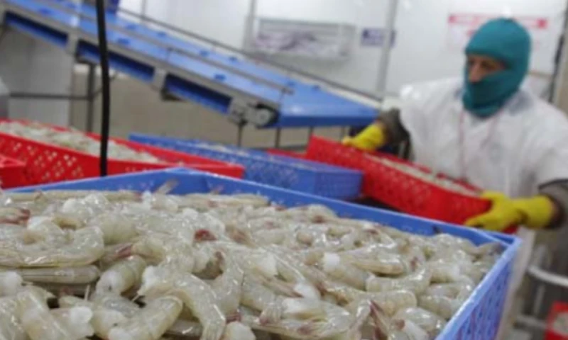 Productores de los estados de Sinaloa, Sonora y Nayarit denunciaron el ingreso irregular de grandes volúmenes de camarón ecuatoriano / Foto: cortesía 