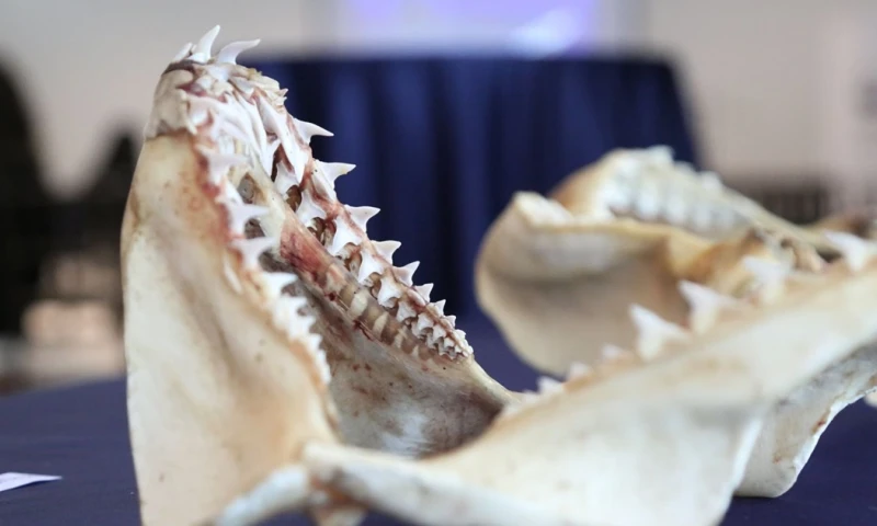 La guía ofrece información detallada sobre 43 de las 64 especies de tiburones registrados en el país/ Foto: cortesía Ministerio de Producción