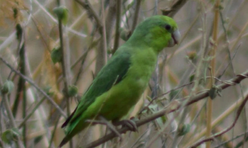 Evidencia de anidación del periquito del Pacífico fue hallada en Urcuquí 